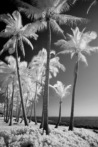 Eggers, Terry 아티스트의 USA-Hawaii-Kauai-Infrared of palm trees of Kauai작품입니다.